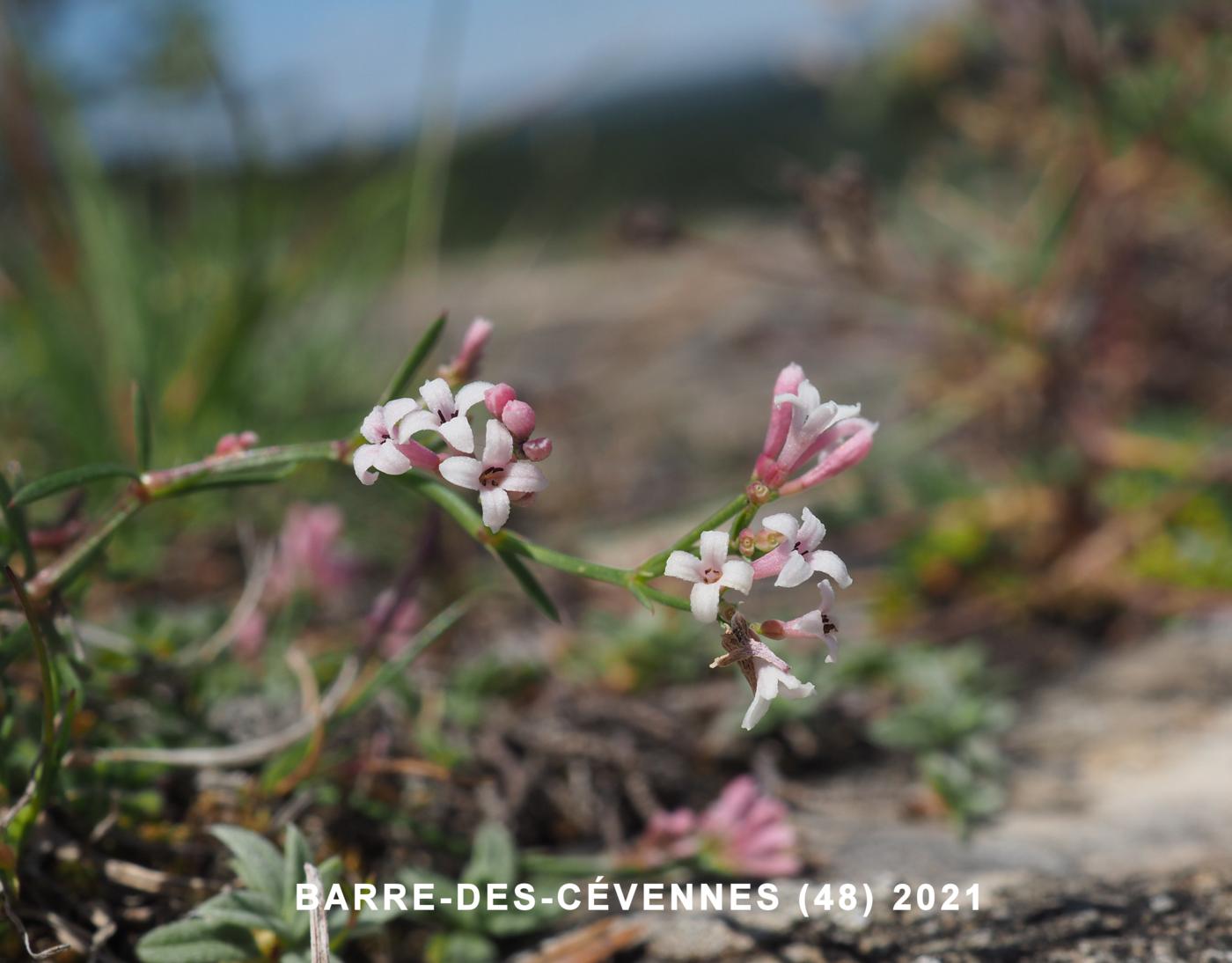 Squinancy Wort flower